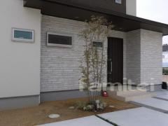 植栽シンボルツリー 常緑ホンコンエンシス タイルデッキ