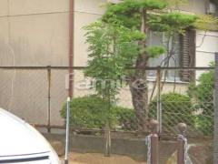 シンボルツリー シマトネリコ 常緑樹 植栽