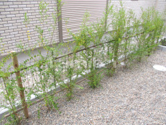 生垣 プリペット 常緑低木 植栽