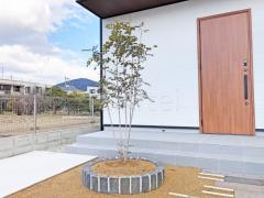 シンボルツリー シマトネリコ