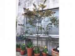シンボルツリー ミモザ 常緑樹 植栽