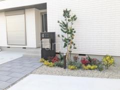 シンボルツリー シマトネリコ 常緑樹 下草 低木 植栽
