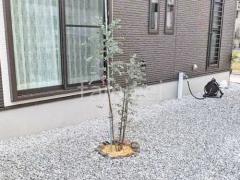 シンボルツリー シマトネリコ