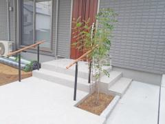 シンボルツリー シマトネリコ