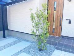 シンボルツリー ソヨゴ 常緑樹 植栽