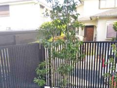 シンボルツリー ソヨゴ 常緑樹 植栽