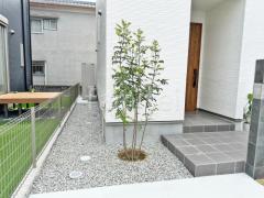 シンボルツリー シマトネリコ