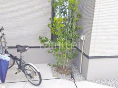 シンボルツリー ソヨゴ 常緑樹 植栽