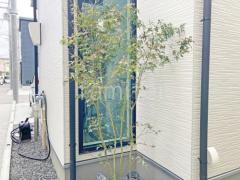 シンボルツリー イロハモミジ 落葉樹 植栽